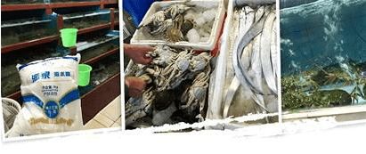 海水晶 养出来的海鲜食用安全吗