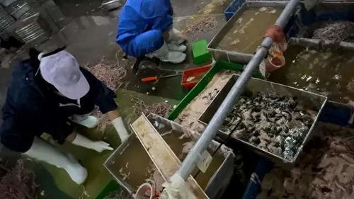 脚踩洗鹅肠事件后续 公司罚2万引争议，监管主任疑用工业盐涉内鬼交易